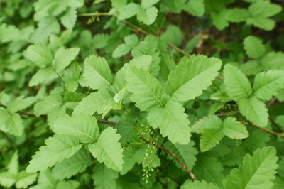 Poison Ivy Removal in Lancaster County, PA